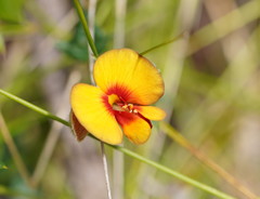 Platylobium obtusangulum