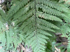 Parapolystichum microsorum