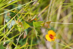 Platylobium obtusangulum