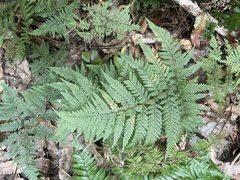 Parapolystichum microsorum