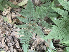 Parapolystichum microsorum