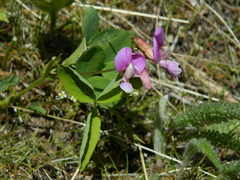 Lathyrus bijugatus