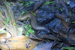 Ateuchosaurus chinensis