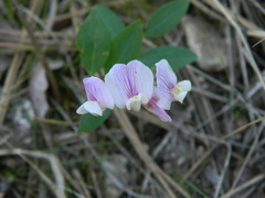 Lathyrus bijugatus
