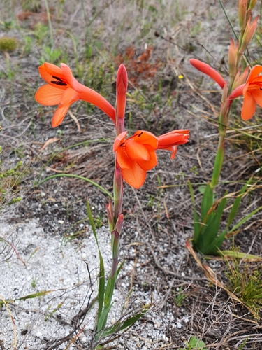 Image of Dwarf Watsonia (Watsonia coccinea) by (c) Corli du Toit Smith, some rights reserved (CC BY)