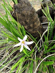 Xerophyta retinervis