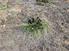 Xerophyta retinervis