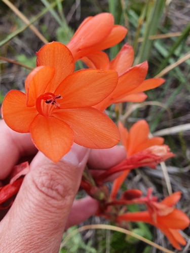 Image of Dwarf Watsonia (Watsonia coccinea) by (c) Corli du Toit Smith, some rights reserved (CC BY)