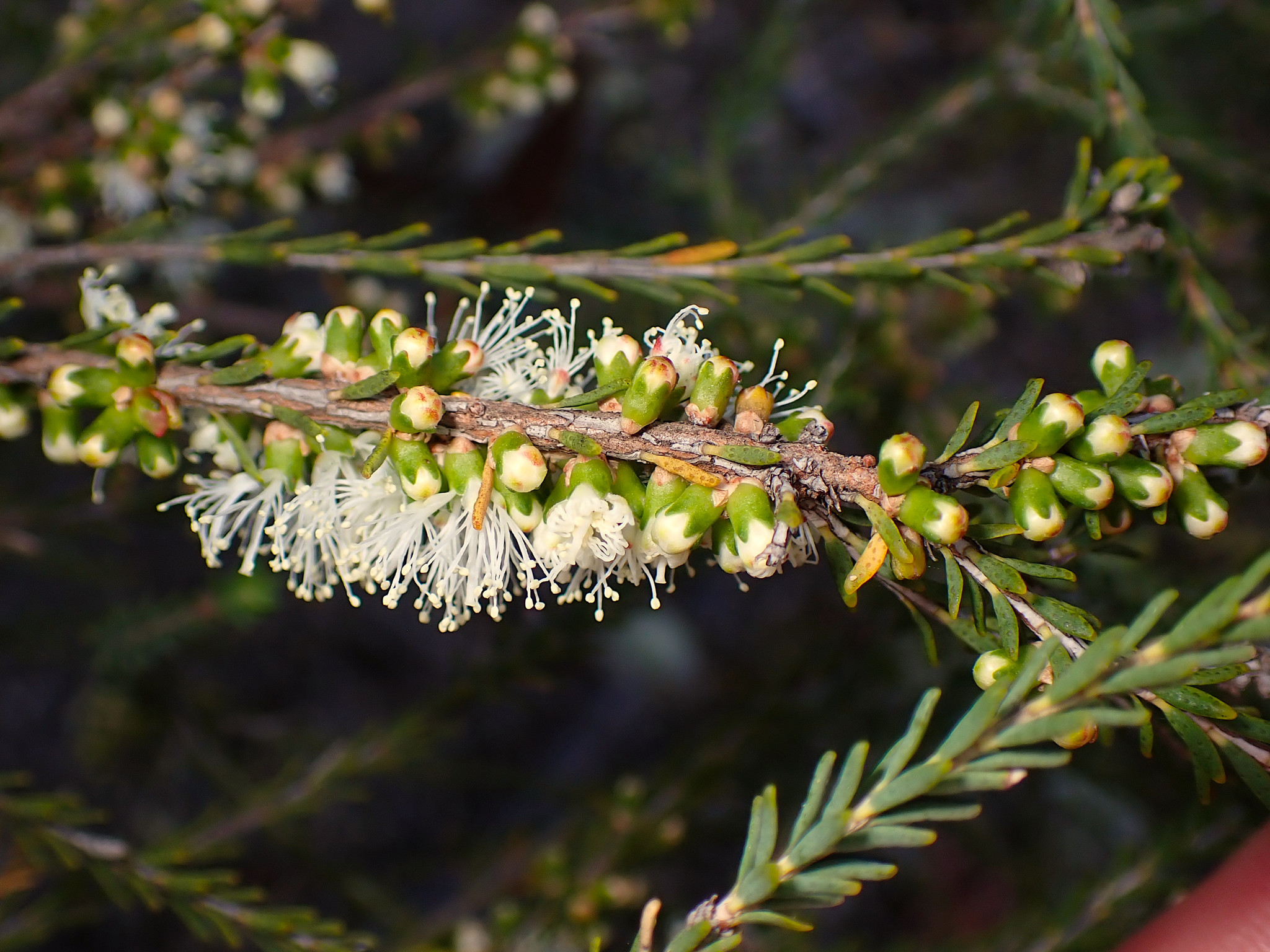 Melaleuca brevifolia