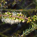 Melaleuca brevifolia - Photo (c) Geoffrey Cox, algunos derechos reservados (CC BY-NC), subido por Geoffrey Cox