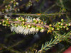 Mallee Honey-Myrtle - Photo (c) Geoffrey Cox, some rights reserved (CC BY-NC), uploaded by Geoffrey Cox