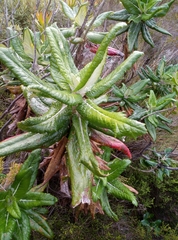 Hermas villosa