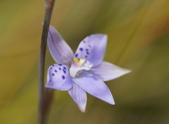Thelymitra juncifolia