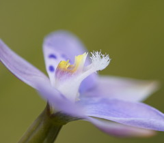 Thelymitra juncifolia