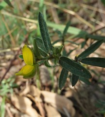 Crotalaria brevis