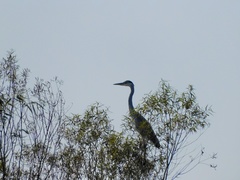 Ardea cinerea