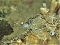 Heteropenaeus longimanus