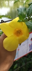 Allamanda cathartica