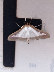 Cydalima perspectalis