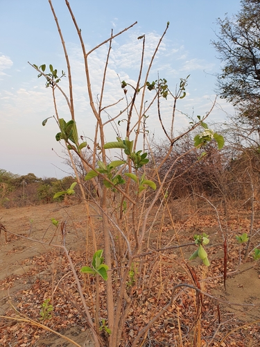 Holarrhena pubescens image