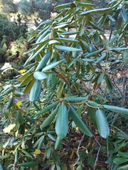 Rhododendron brachycarpum