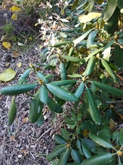 Rhododendron brachycarpum