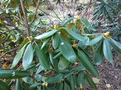 Rhododendron brachycarpum