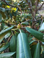 Rhododendron brachycarpum