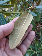 Rhododendron brachycarpum
