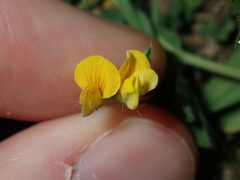 Lotus angustissimus