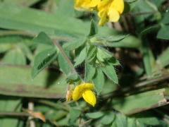 Lotus angustissimus