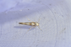 Stathmopoda caminora