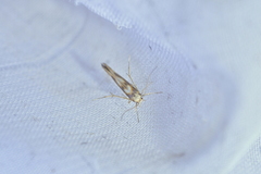 Stathmopoda caminora