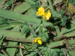 Lotus angustissimus