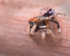 Maratus harrisi