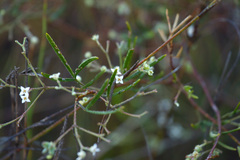 Zieria laxiflora
