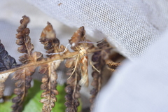 Stathmopoda caminora