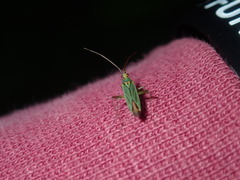 Austromiris viridissimus