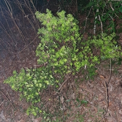Acrotriche aggregata