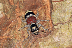 Clerus thanasimoides