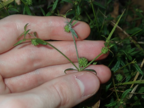 Image of Opercularia diphylla by (c) Thomas Mesaglio, some rights reserved (CC BY)