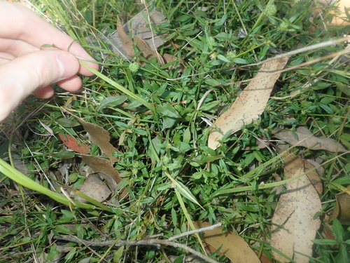 Image of Opercularia diphylla by (c) Thomas Mesaglio, some rights reserved (CC BY)