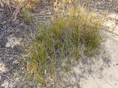 Lomandra juncea