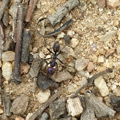 Iridomyrmex purpureus
