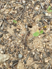 Iridomyrmex purpureus