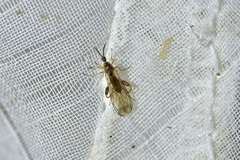 Canthyloscelis antennata