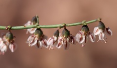 Eriogonum deflexum