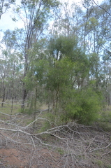 Melaleuca irbyana