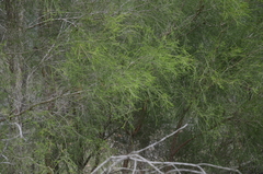 Melaleuca irbyana