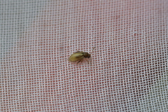Trachytetra rugulosa